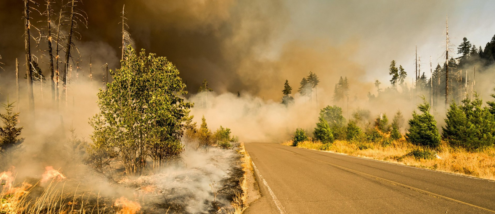 Wildfire Spreading Through Forest and Across Road